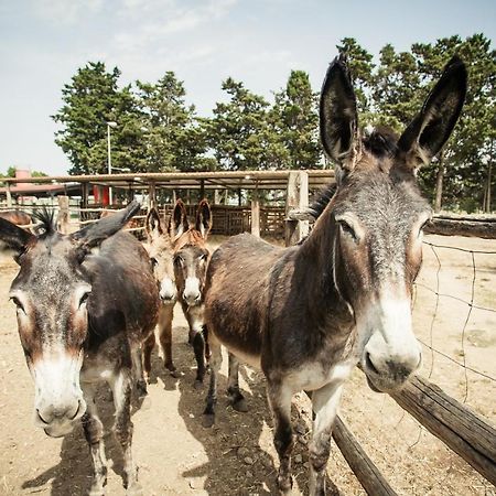 Agriturismo Archelao Oristano Eksteriør bilde